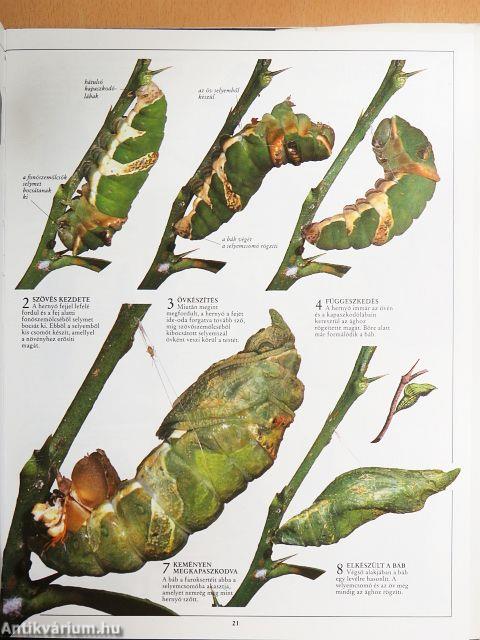 Lepkék és pillangók