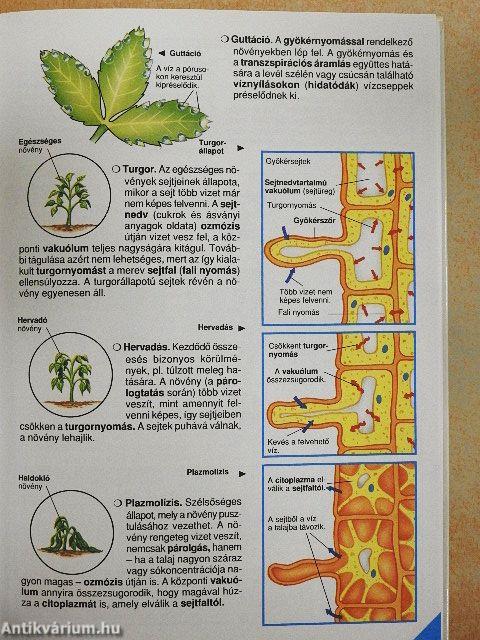 Park-Usborne Biológia Enciklopédia