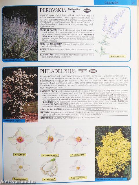 Díszfák és díszcserjék