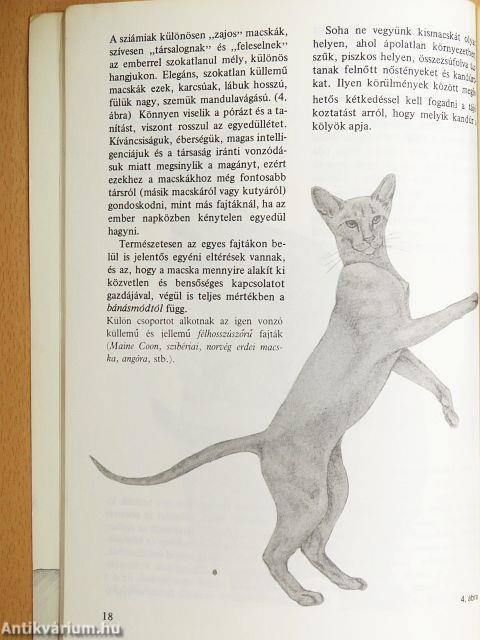 Gondoskodás a macskáról