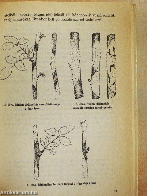 Bogyósgyümölcsűek védelme a házikertben