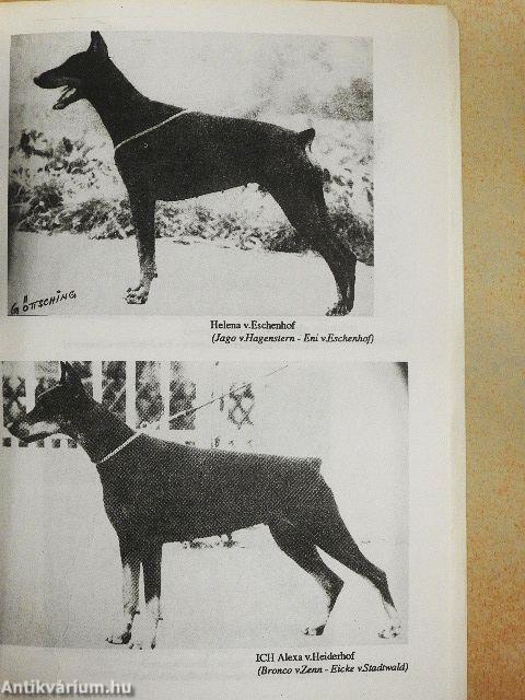 Barátunk a dobermann