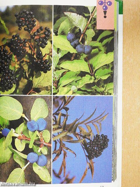 Bogyósok, vadon termő zöldségnövények, gyógynövények