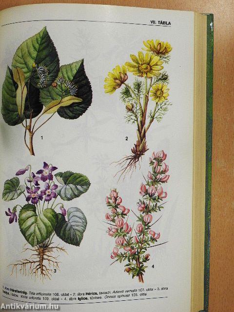 Gyógynövények gyógyhatásai