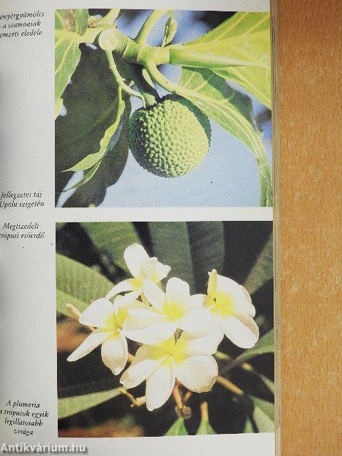 A kenyérfák árnyékában