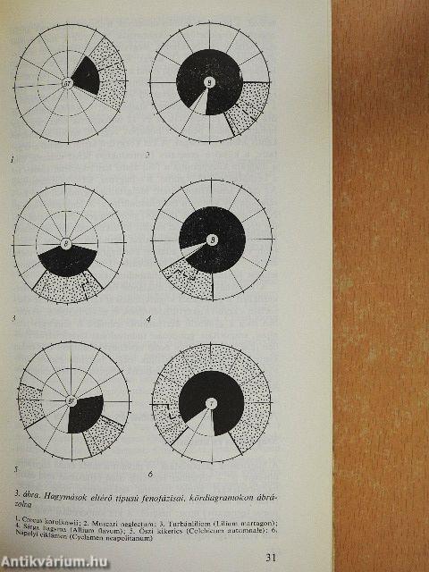 Hagymás kerti virágok