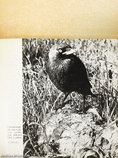 Madarakról - Mindenkinek