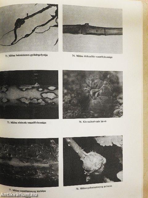 Kiskertek és házikertek növényvédelmi naptára