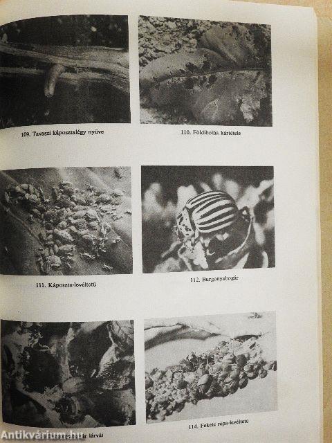 Kiskertek és házikertek növényvédelmi naptára