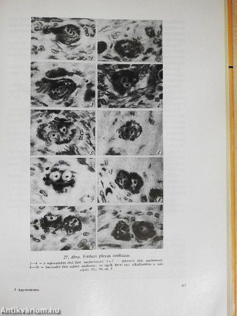 Agystruktúra és agyfunkció