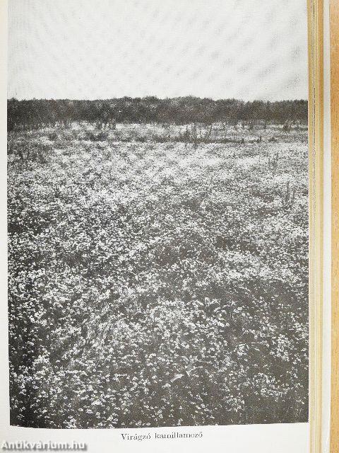 Gyógyító növények