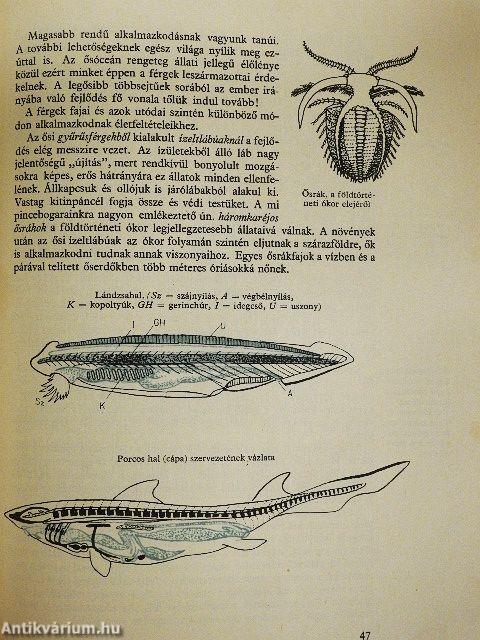 Az ősidők regénye
