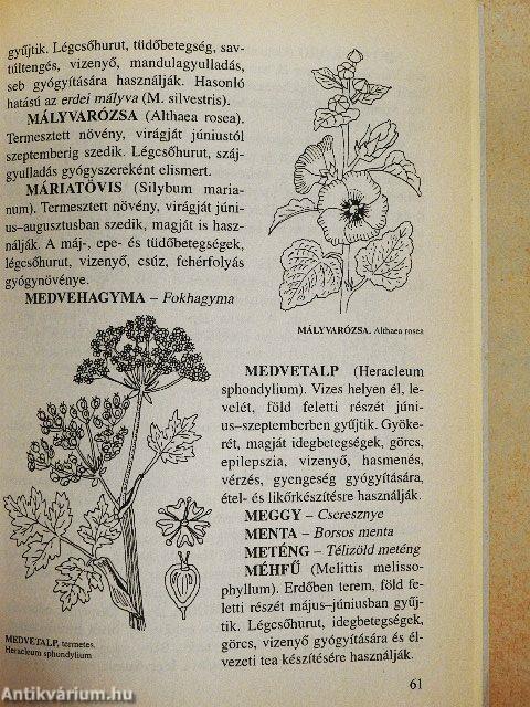 Fűben-fában orvosság