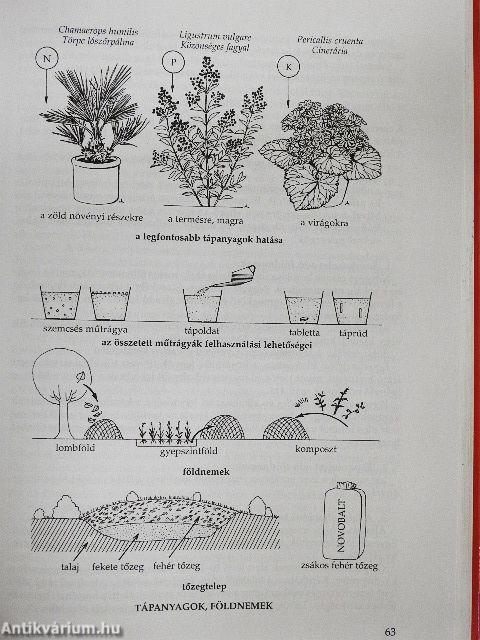 Dísznövényismeret virágkötőknek