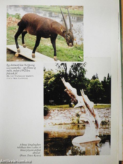 Noé elveszett bárkája