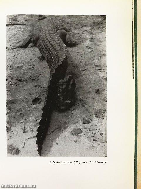 Ahol az ösvény véget ér