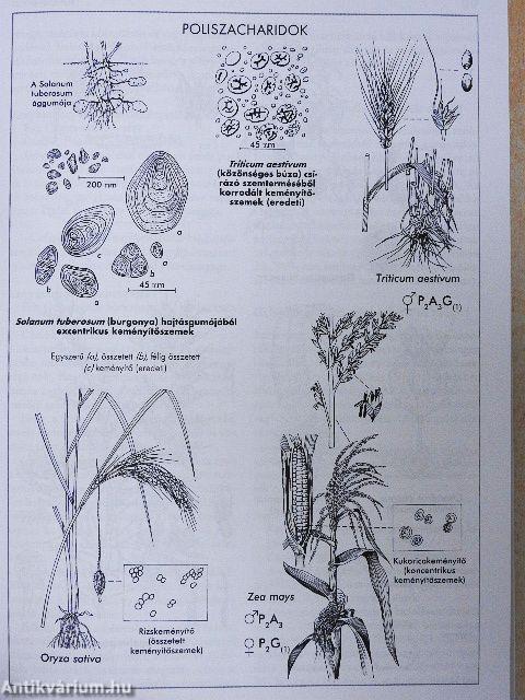 Gyógynövény- és drogismeret