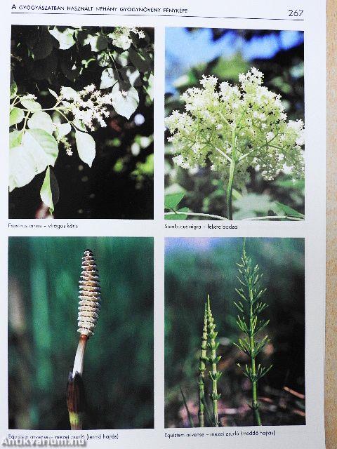 Gyógynövény- és drogismeret