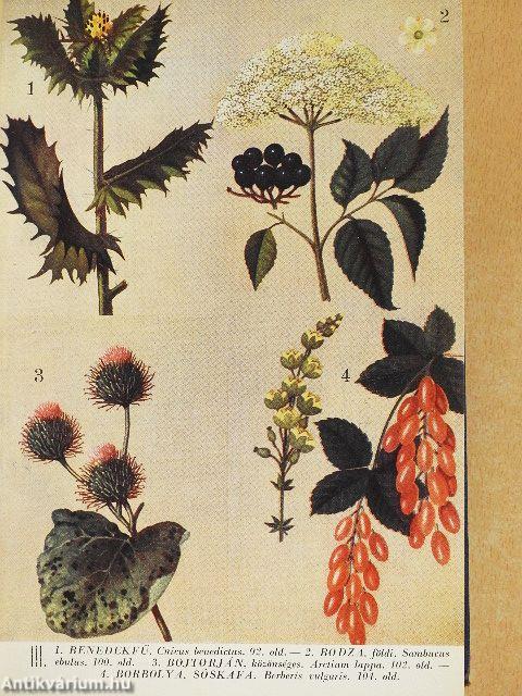 Gyógynövények gyógyhatásai