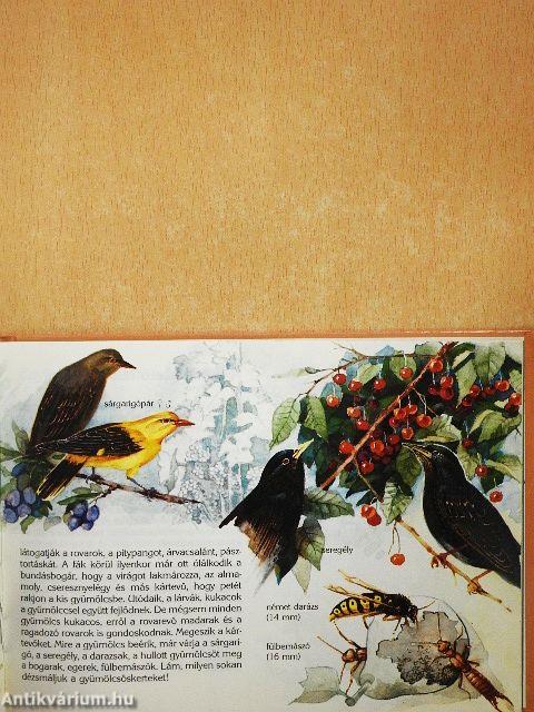 Mi él a ház körül?