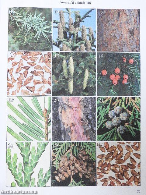 Erdészeti növénytan