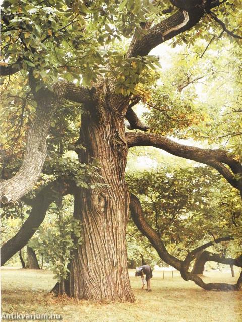 Pécs és Baranya (aláírt példány)