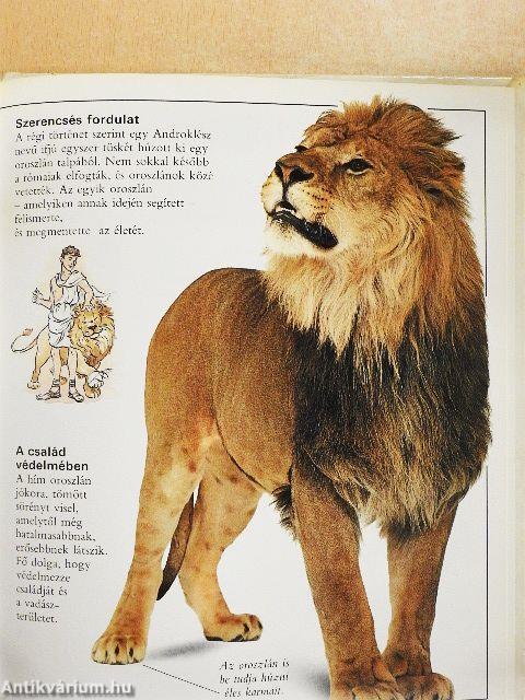 Csudálatos macskák