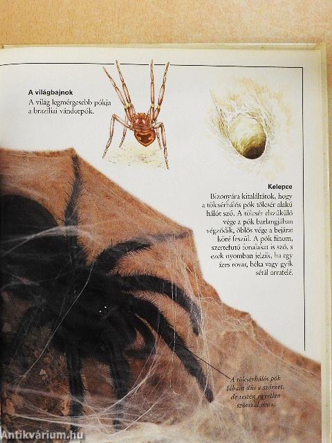 Csudálatos pókok