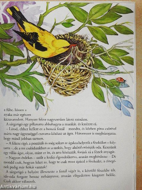 A kisfiú és a madarak