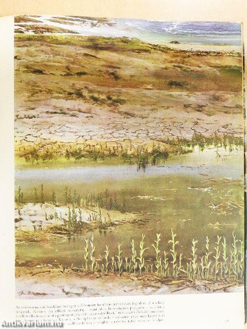 Élet az ember előtt