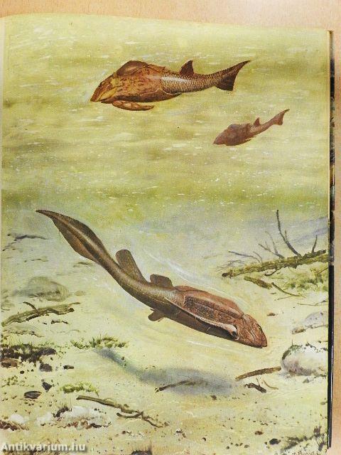 Élet az ember előtt