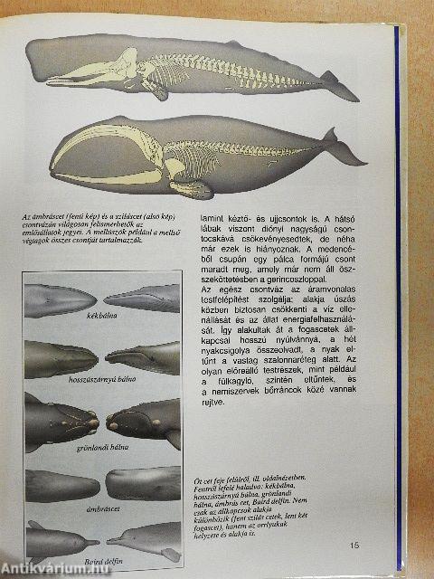 Bálnák és delfinek