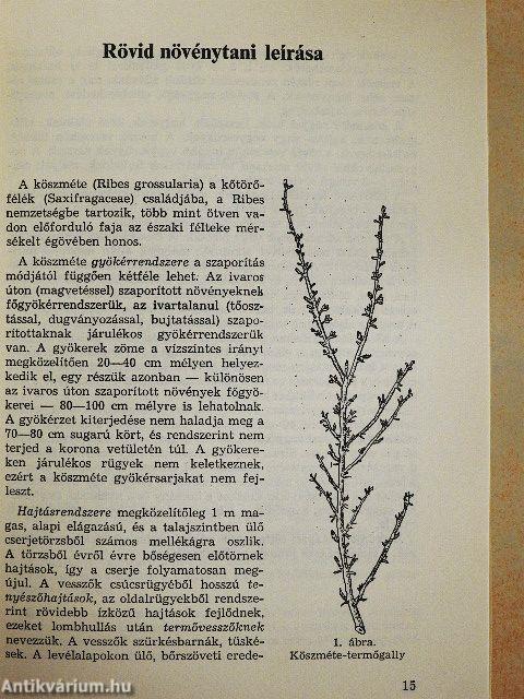 Bogyós gyümölcsűek termesztése