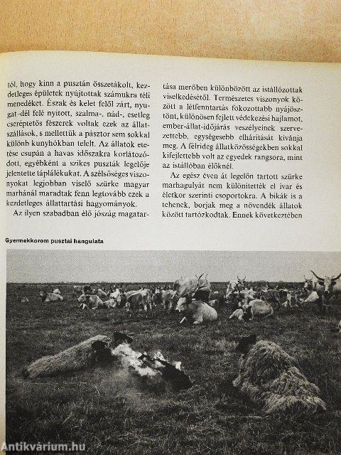 Amerre a madár jár