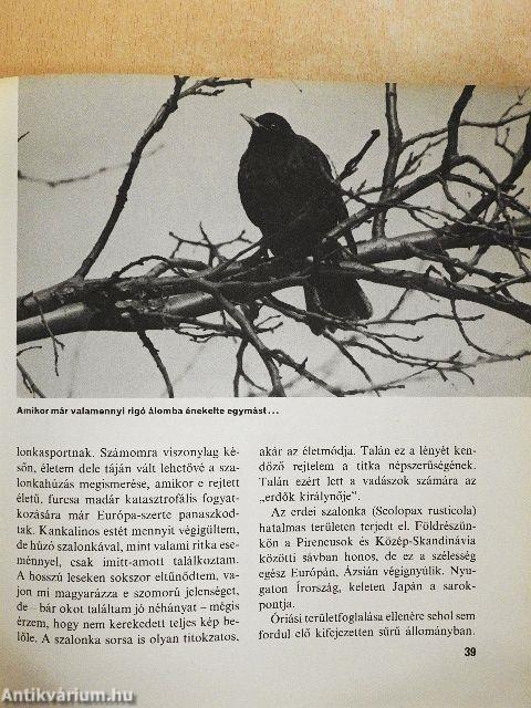 Amerre a madár jár