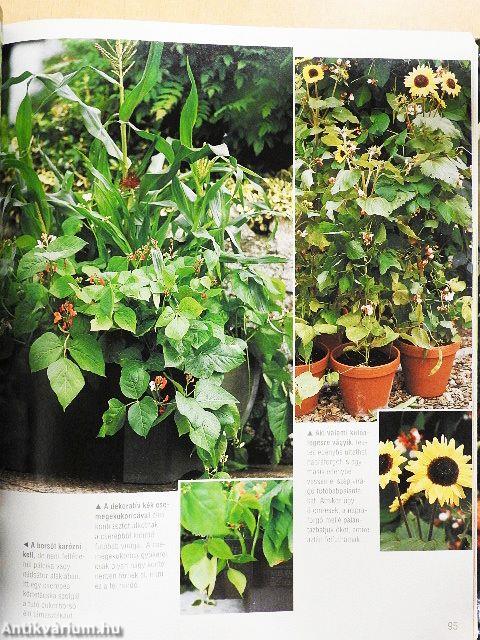 Kertészkedjünk balkonon, teraszon!