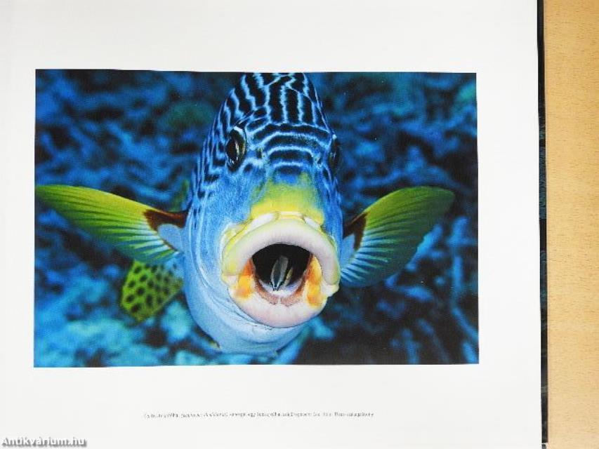 A nagy-korallzátony