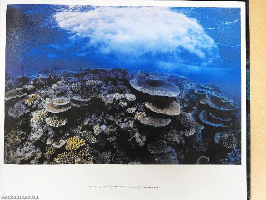 A nagy-korallzátony