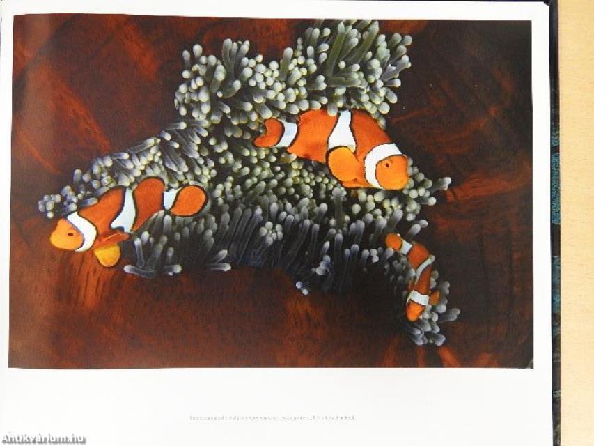 A nagy-korallzátony