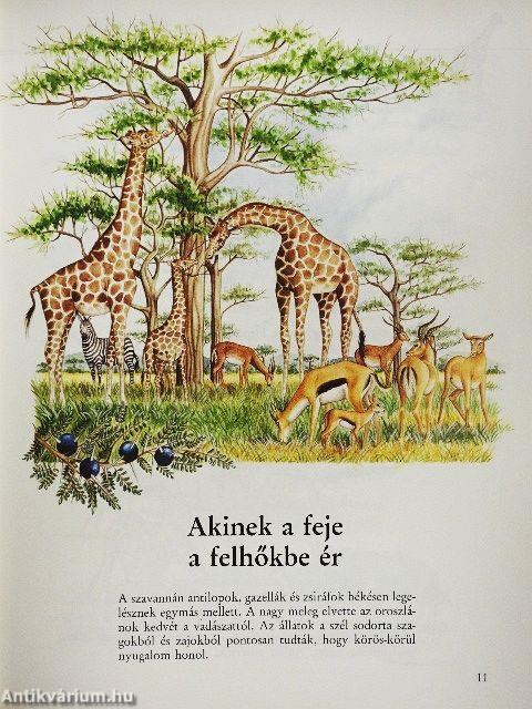 Állatmamák és állatbébik