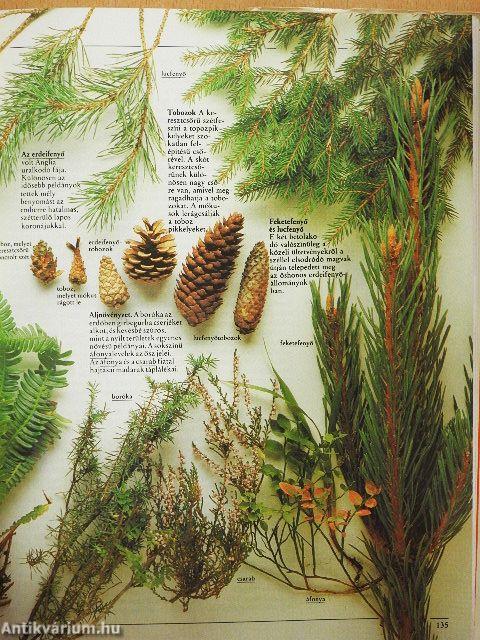 Az amatőr természetbúvár