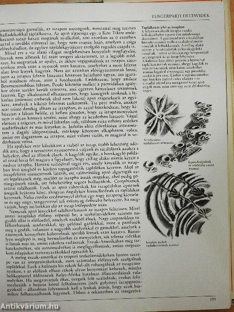 Az amatőr természetbúvár