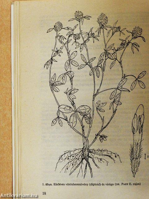 A pillangós virágú szálastakarmány-növények termesztése