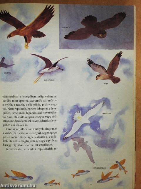 A világ és az ember