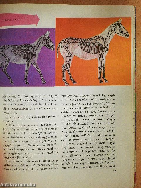 A világ és az ember