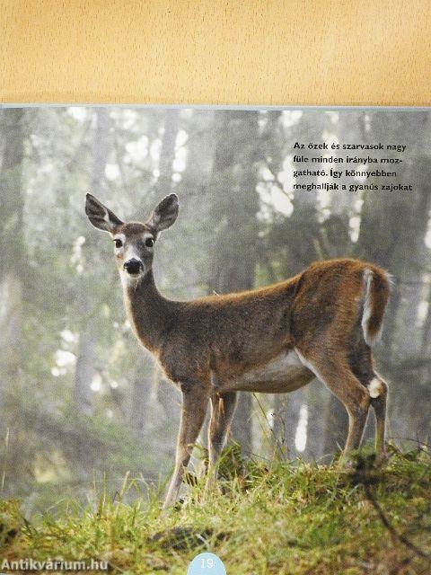 Szarvasok és őzek