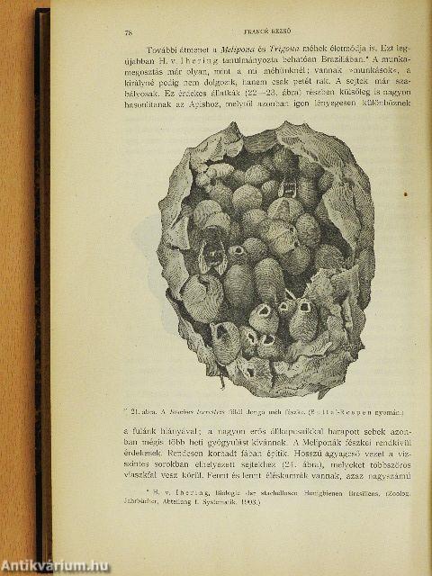 Természettudományi Közlöny 1905. (nem teljes évfolyam)/Pótfüzetek a Természettudományi Közlönyhöz 1905. január-december