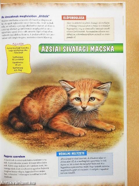 Nagymacskák és kis rokonaik