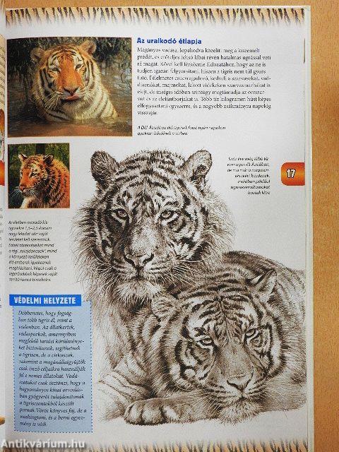 Nagymacskák és kis rokonaik