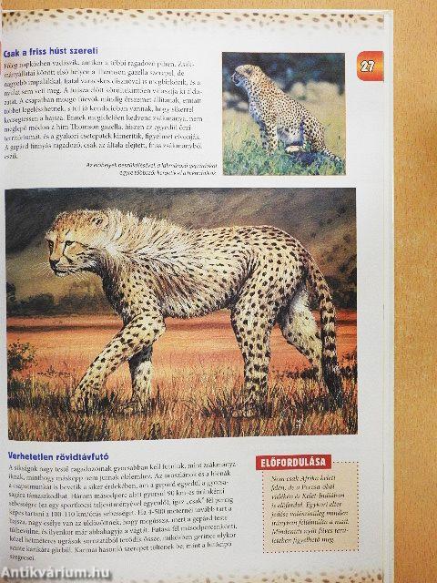 Nagymacskák és kis rokonaik